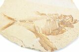 Fossil Fish (Diplomystus) Mortality Plate - Wyoming #375414-1